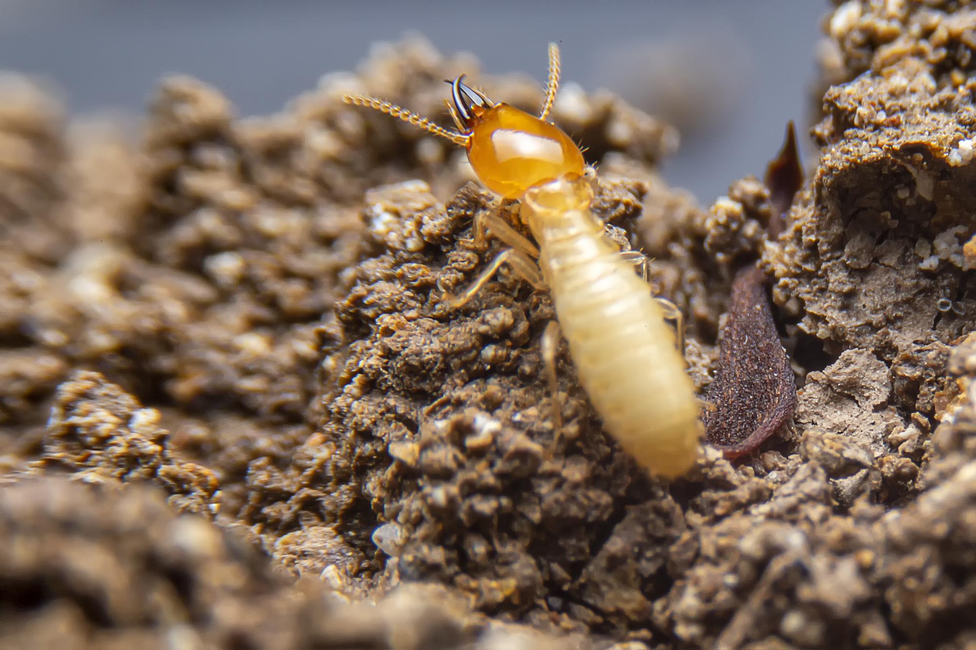 Termite Fumigation Control for New Construction A Must-Know Guide