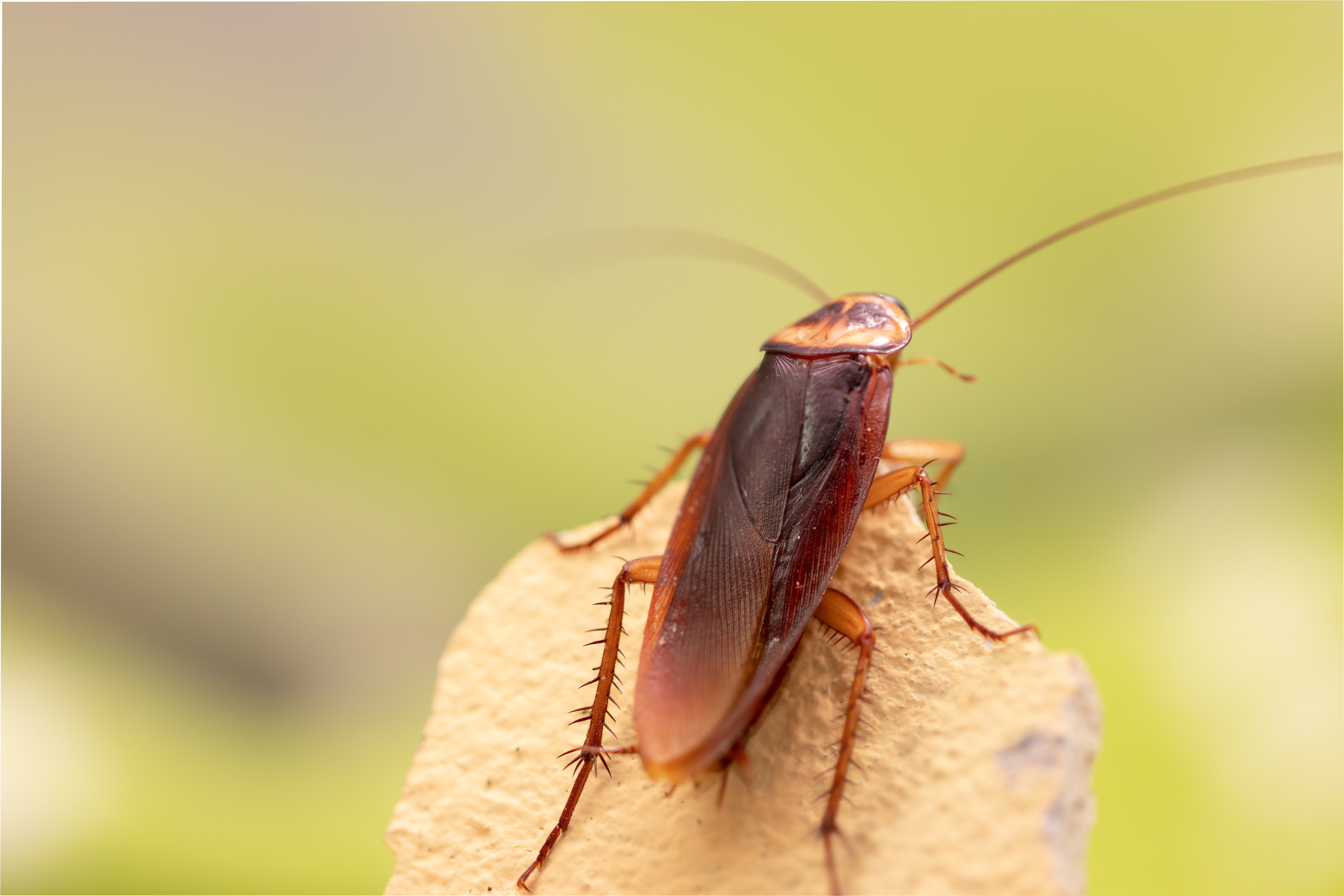 Where Do Cockroaches Hide in Your Home Sneaky Spots to Check