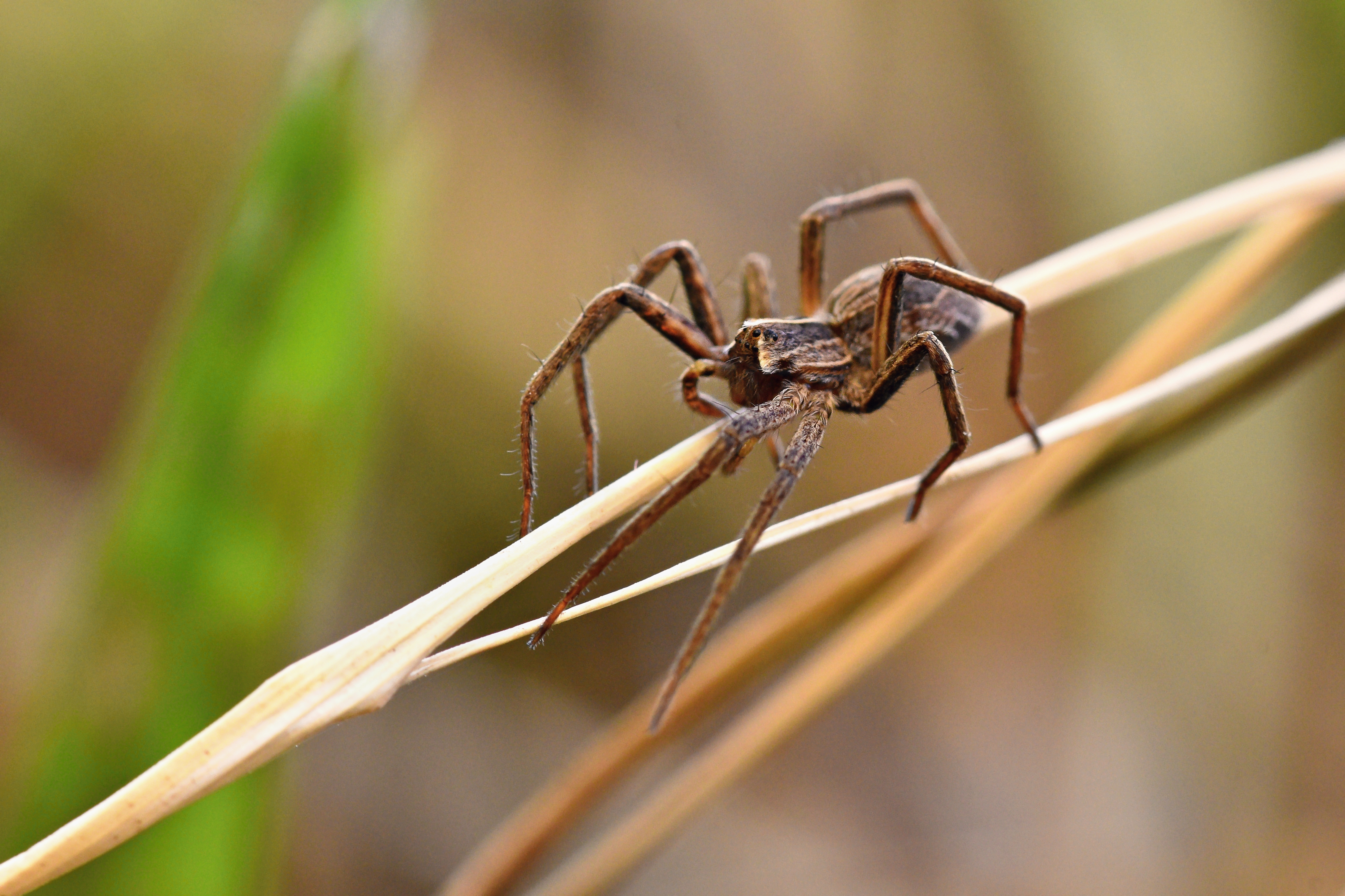 Why Are Spiders Invading Your Home The Seasonal Surge Explained