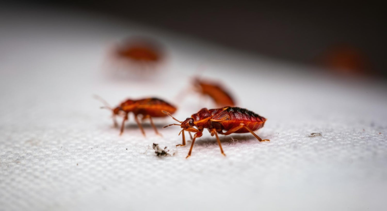 Avoiding Scams: How to Choose a Trusted Pest Control Provider in Kochi