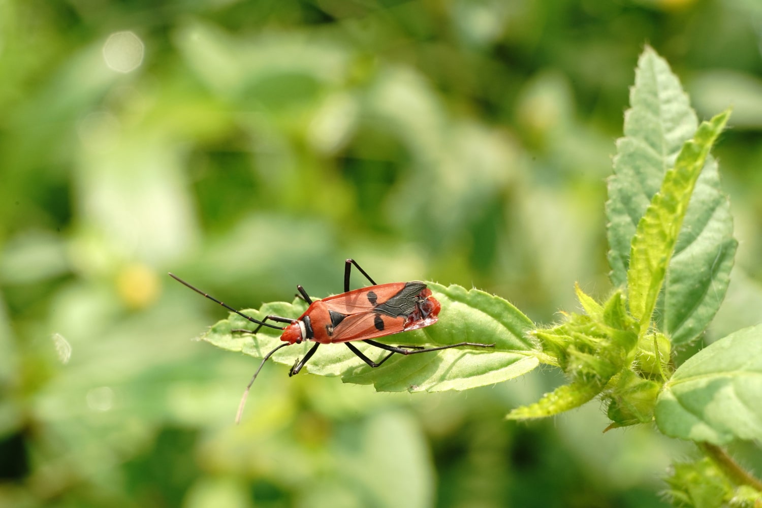 Are Cockroaches in Your Kitchen a Sign of a Bigger Pest Problem?
